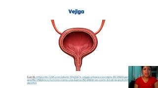 Sistema urinario y sistema endocrino Garcia Solis Maria [upl. by Enowtna382]