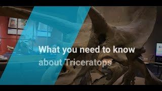 Films from DinoPark  Triceratops [upl. by Holly-Anne]