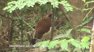 Oiseaux de Madagascar 2005 Birds of Madagascar [upl. by Tarsus382]