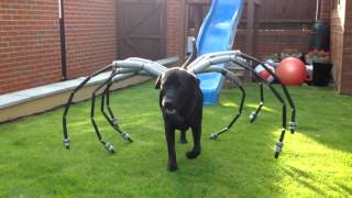 Spider dog Labrador Harvey star [upl. by Epilef]