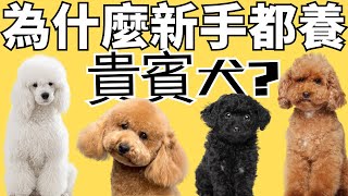 【為什麼貴賓犬是最愛？】7大優點揭開貴賓犬最吸引人的魅力！✅CC ｜7 Advantages of a Miniature Poodle [upl. by Atiana742]