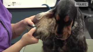 Grooming Guide  Cocker Spaniel  SalonPet Trim  Pro Groomer [upl. by Nora775]