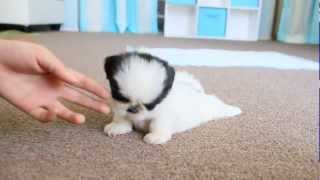 Cute Teacup Puppy Shih Tzu [upl. by Asirap]