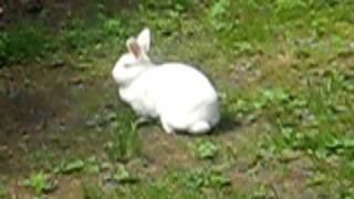 bunnybunbun the rabbit hopping around the yard [upl. by Brighton]