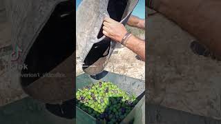 partiendo aceitunas para aliñar viña viticultura vino campiña jerezana vegetacion cepa [upl. by Yelich936]