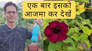 Best fungicide amp pesticide  नीला थोथा  चूने का बढ़िया प्रयोग  Rooftop Organics [upl. by Nnaitak]