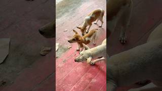 V call them బుడుగులుstreet dogs are our dogs vizag telugu youtubeshorts viralshort ownvoice [upl. by Ire]