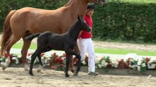 123 Rheinblick Hengst v Ribery Gold  Royal Angel [upl. by Ahsienahs177]