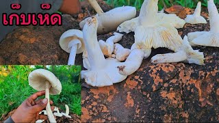 เก็บเห็ดที่ป่าได้ดอกสวยมากครับเห็ดไคและเห็ดระโงก ชื่อวิทยาศาสตร์Russula virescens  Amanita javanica [upl. by Geanine]