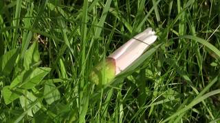 Field Bindweed Convolvulus arvensis [upl. by Lhary]