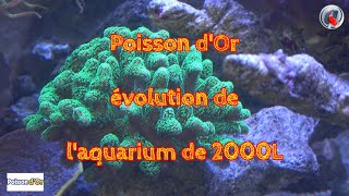 Poisson dOr évolution de laquarium de 2000L [upl. by Wengert]