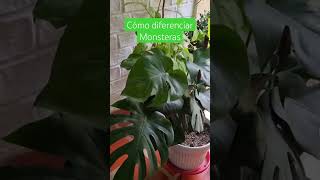 Cómo diferenciar monsteras artemodayplantaslilianamuñoz cali sigueme [upl. by Noman348]