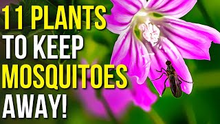 11 Plants To Keep Mosquitoes Away  Mosquito Repellent Plants [upl. by Reitman]