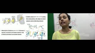 Development of Urinary system by Dr Vijaya [upl. by Garris]