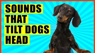 Sounds That Make Dogs Tilt Their Head GUARANTEED [upl. by Elayor]