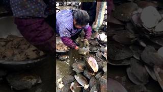 How do Vietnamese earn millions from oysters [upl. by Grand]