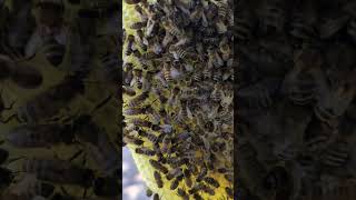 Bee Swarm Settlement in a new Hive and they are starting with brood bees beeslife beekeeping [upl. by Tini]