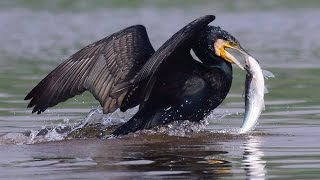 Indian cormorant fishing in group [upl. by Amin]