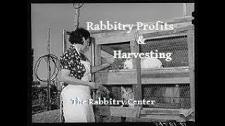 Rabbitry Profits amp Harvesting [upl. by Swisher]