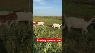 With temps at 102 yesterday we let the spring kidders out to graze in the evening when it was cooler [upl. by Xylia822]