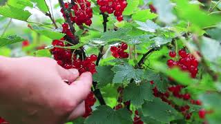 SEASONAL WORK Red berry picking [upl. by Jaime862]