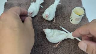 Hand Feeding Baby Birds White Zebra amp Society Finch 20240518 [upl. by Yttak]