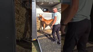 Horse ride in Van😮viralvideo shortvideo [upl. by Gwyn]