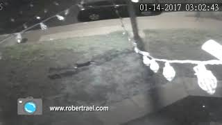 Coyotes Killed our familys cat Watch the Surveillance footage [upl. by Areis272]