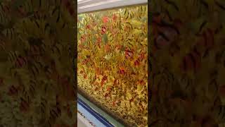 enorme cardumen de barbos sumatranos fish peces acuario aquarium [upl. by Ahola]