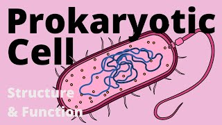 Structure and Function of a Prokaryotic Cell Bacteria [upl. by Neill557]