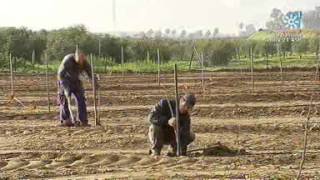 Plantación de Almendros en Andalucía Tierra y Mar nº 957 Emisión 17022013 [upl. by Jedthus]