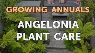 Angelonia Plant Care [upl. by Obed]