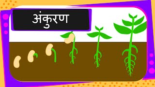 Science  Germination Of Seed  Hindi [upl. by Annohsat]