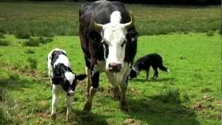 Baby Calf Being BORN Farmville IRL by Qelric [upl. by Ayhtnic]