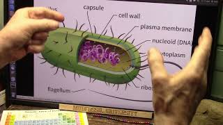 Digestive Issues and Diseases and even Mood Linked to Enzymes From Gut Bacteria [upl. by Mok834]