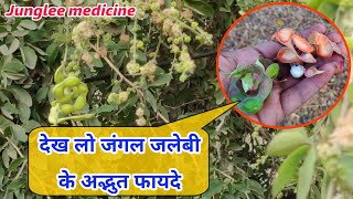 जंगल जलेबी पेट की बिमारी की सबसे बड़ी औषधि है Pithecellobium dulce [upl. by Ivel301]