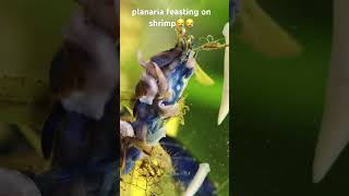 planaria eating shrimp😪😪🙏 [upl. by Bowe]