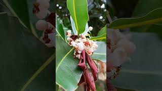 Calophyllum flowers trees plants poisonousplants white asia india shorts short nature [upl. by Ybor]