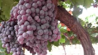 Managing Botrytis in the vineyard [upl. by Utica284]