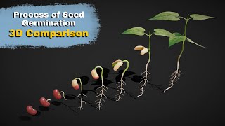 The Journey of Seed Germination 3D Comparison [upl. by Ahsitil]