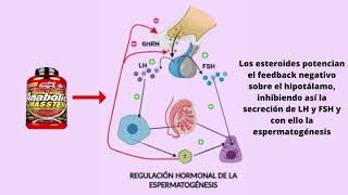 FÁRMACOS ANABÓLICOS ESTEROIDEOS Y ESPERMAROGÉNESIS Sergi Murcia  Laura Paya y Ángela Brotons [upl. by Sacksen]