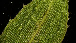 🔬 Cytoplasmic Streaming  movement of chloroplasts  chlorophyll in elodea leaf cells  microscopy [upl. by Beore]