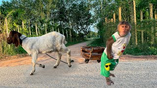 Monkey CUTIS lost each other GOAT and unexpected journey of reunion [upl. by Vihs]