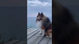 Our Shetland sheepdog Ilan is on the walk [upl. by Catha]