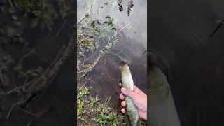 Small Northern Pike fishing fish water river pikes pikeperch nature northernpike [upl. by Artnoed]