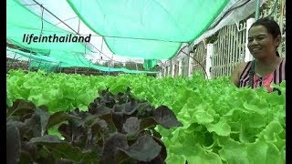 Tour of a small hydroponic lettuce farm in rural Thailand [upl. by Imef]