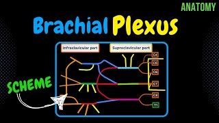 Brachial Plexus Scheme  Quiz  Anatomy [upl. by Ku]