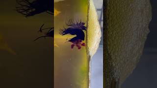 Betta fish breeding ♥️ babies update shorts bettafish breeding [upl. by Sophy]