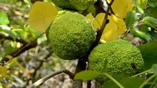 Maclura pomifera [upl. by Coppock]