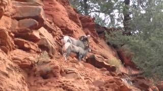 Bighorn Sheep in the Colorado Rocky Mountains [upl. by Daren115]